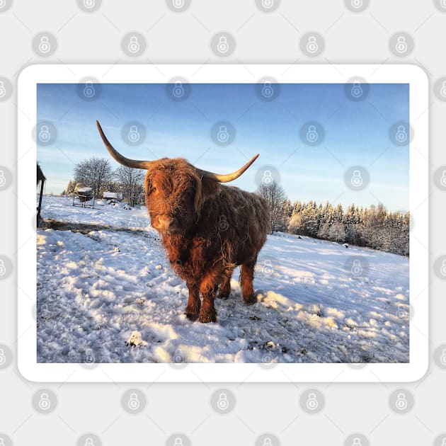 Scottish Highland Cattle Cow 2220 Sticker by SaarelaHighland